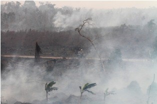 Lahan di Papua Terancam Deforestasi