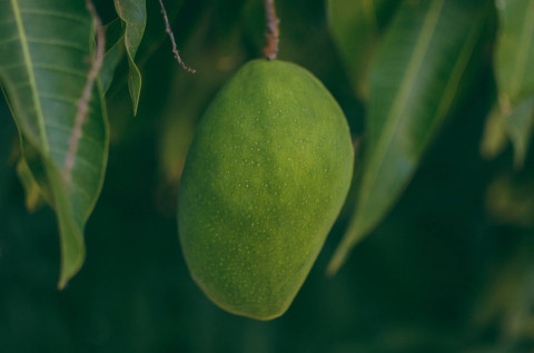 Manfaat Minyak Mangga untuk Kesehatan