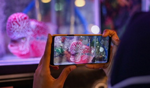 Ekspor Ikan Hias Bandung Melonjak di Tengah Pandemi