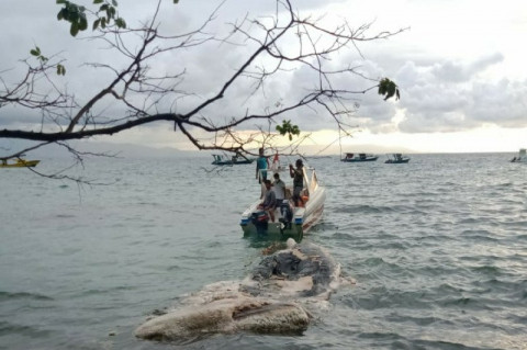 Bangkai Paus Terdampar di Perairan Taman Nasional Bunaken