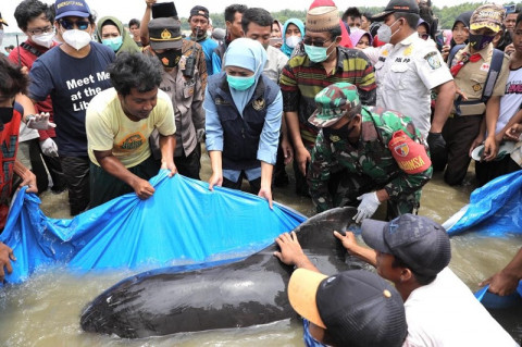 Penyebab 52 Paus Terdampar di Perairan Madura Diteliti