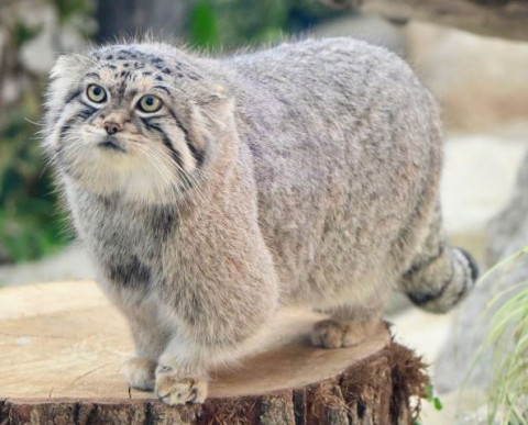 Inilah 6 Fakta Kucing Pallas yang Menakjubkan