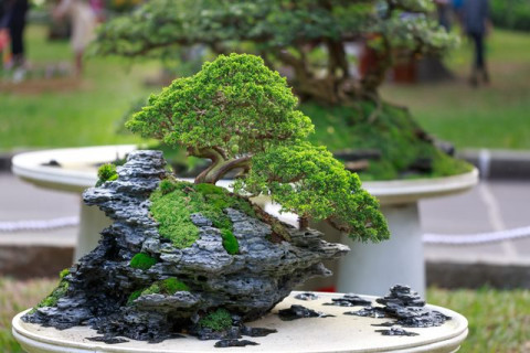 5 Pohon Bonsai Termahal dan Terbaik yang Menakjubkan!