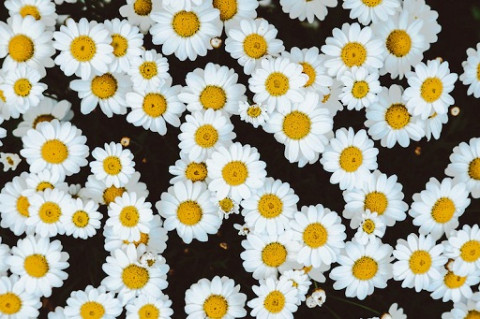 5 Manfaat Serum Rambut Chamomile, Atasi Ketombe hingga Bikin Rambut Berkilau