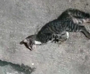Guru Besar IPB: Waspadai Kucing Mati Mendadak Dampak Virus Korona yang Ganas
