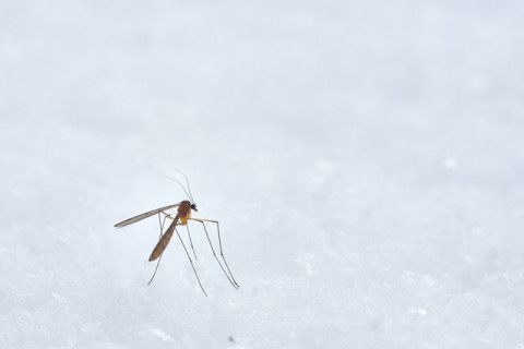 Bisa Sebabkan Kematian, Virus West Nile Jadi Sorotan