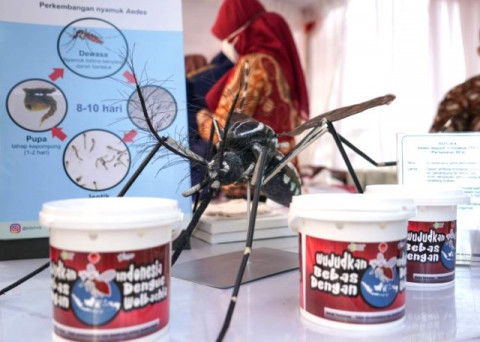 Inovasi Wolbachia dalam Menekan Dengue Dinilai Aman untuk Jangka Panjang