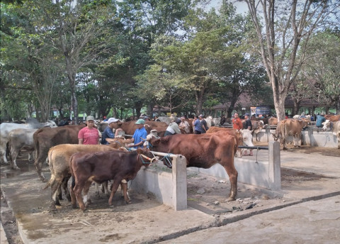 Livestock from Gunungkidul Residents Test Positive for Anthrax, Vaccination Prepared