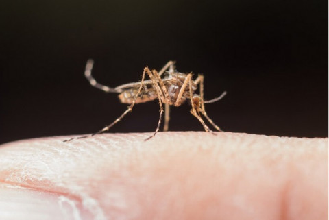 Kemenkes Tegaskan tak Ada Hubungannya Wolbachia dengan Keganasan Nyamuk Dengue