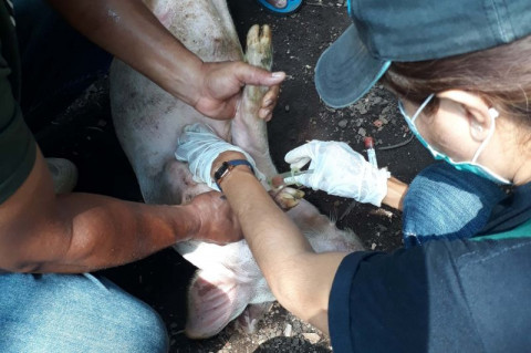 2 Sampel Babi di Flores Timur Positif Terinfeksi Virus ASF