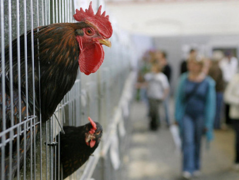 Duh! WHO Temukan Kasus Infeksi Flu Burung pada Manusia di India