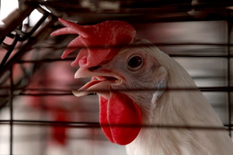 Kemunculan Virus Flu Burung Menular Terdeteksi di Peternakan Bebek Australia