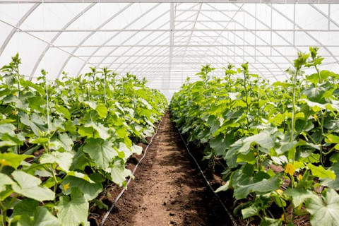 Pengertian dan Manfaat <i>Greenhouse</i>