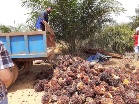 Kelapa Sawit Menyerap Tenaga Kerja dalam Jumlah Besar
