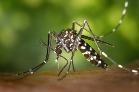 Virus Oropouche: Gejala, Penyebaran, dan Langkah Pencegahannya
