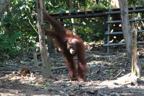 300 Orang Utan Menunggu Pelepasliaran