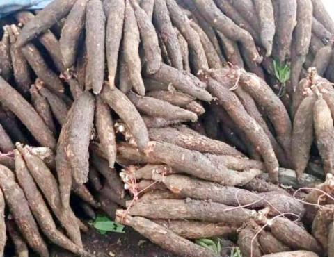 Petani Lebak Raih <i>Cuan</i> Rp20 Juta dari Pengembangan Ubi Jalar Ungu