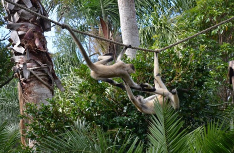 7 Fungsi Ekor pada Hewan, Menjaga Keseimbangan hingga Sinyal Ingin Kawin