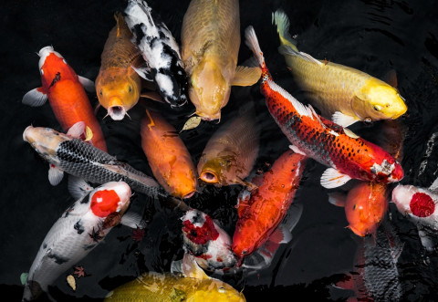 10 Ikan Hias yang Makan Jentik Nyamuk, Bisa Cegah DBD!