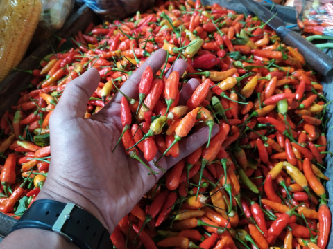 Harga Cabai Mulai 'Tidak Pedas' Hari Ini