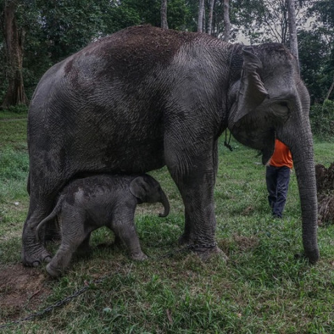 Ini Pentingnya Melindungi Hewan Langka