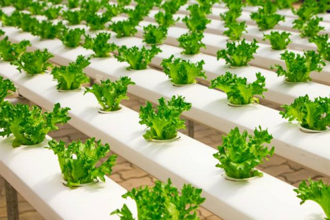 Panen Perdana Green House Hidroponik ala Tugure