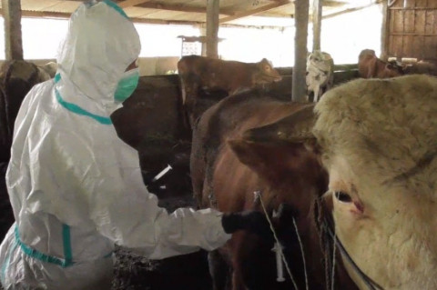 162 Ekor Sapi di Temanggung Terserang PMK