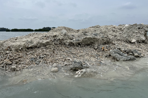 KLH Segel Proyek Pembangunan di Kukusan Pulau Pari yang Merusak Mangrove