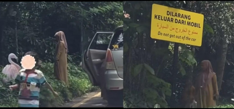 Ini Loh Alasan Kenapa Pengunjung Taman Safari Dilarang Keluar Mobil di Zona Satwa