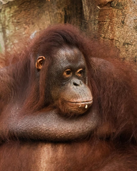 10 Aktivitas yang Bisa Kamu Lakukan di Bali Zoo, Termasuk Sarapan Bareng Orang Utan