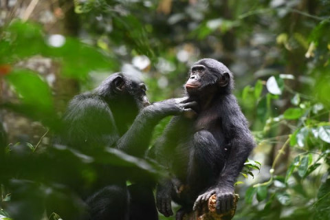 Penelitian Baru, Covid-19 Berdampak pada Tingkah Laku Satwa di Kebun Binatang