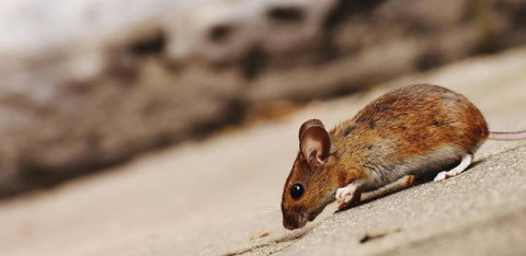 Hati-hati, Nyeker di Pasar Bisa Kena Leptospirosis!