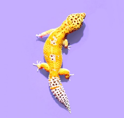 5 Cara Pelihara Gecko
