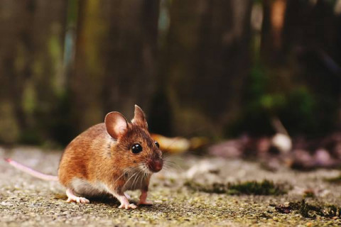 Bencana Banjir Melanda Kawasan Puncak, Hati-hati Hantavirus!