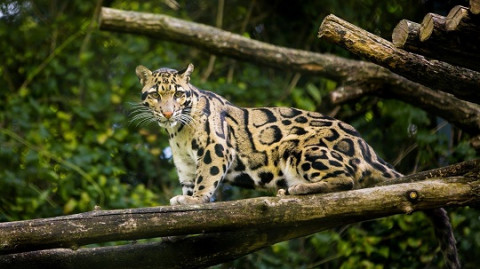 Kucing Lokal Simbol Kekayaan Genetik Indonesia, Penting Dijaga
