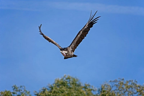 12 Burung dengan Ketinggian Terbang Paling Tinggi di Dunia