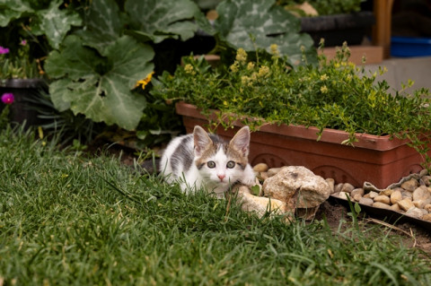 5 Bahan Dapur untuk Cegah Kucing BAB di Halaman Rumah