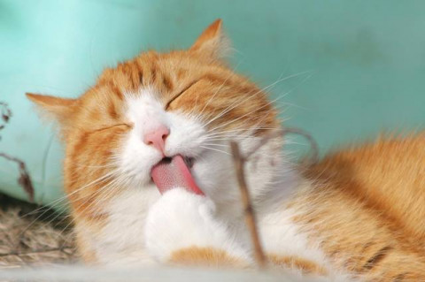 5 Cara Menghilangkan Bau Kencing Kucing