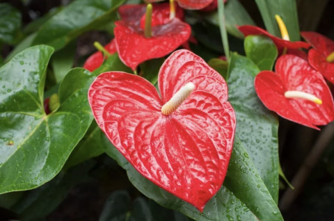 3 Tanaman Hias Berbentuk Hati yang Cocok untuk Hadiah Romantis