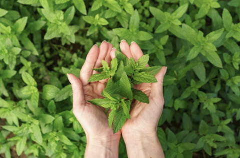 Pakar IPB Tegaskan Stevia Aman Dikonsumsi, Patahkan Klaim Negatif yang Viral di Medsos