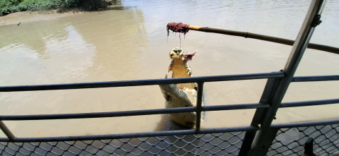 Adelaide River Crocodile: Melihat Lebih Dekat Atraksi Buaya Liar di Darwin