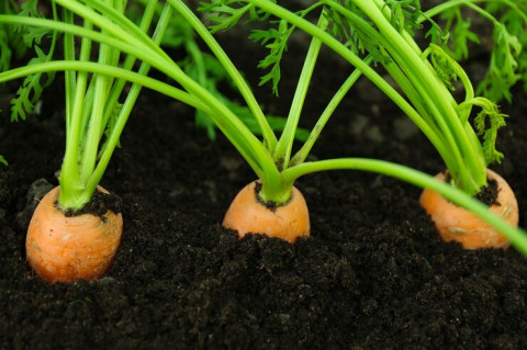 Tak Cuma Bayam, Makanan Ini Juga Bahaya Jika Dihangatkan Ulang