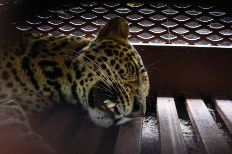 ​Detik-detik Evakuasi Macan Tutul Masuk Hotel di Bandung