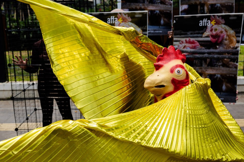 Hasil Riset, Ayam Dalam Sangkar Lebih Rentan Stres dan Prevalensi Bakteri Lebih Tinggi