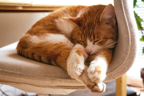 3 Posisi Tidur Kucing dan Artinya Secara Mental