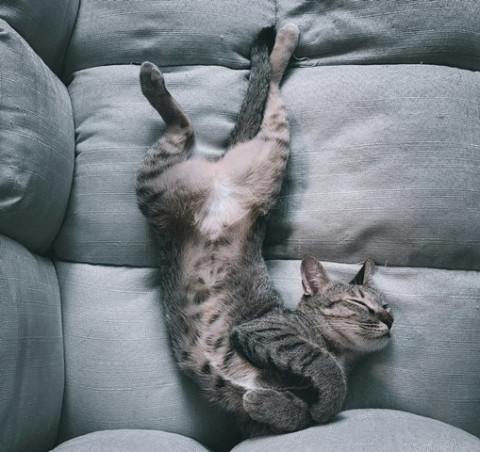 3 Berita Terpopuler Gaya: Posisi Tidur Kucing Hingga Transplantasi Hati