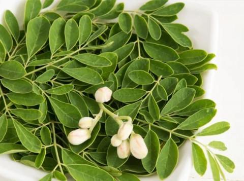 4 Khasiat Daun Kelor untuk Penderita Asam Urat