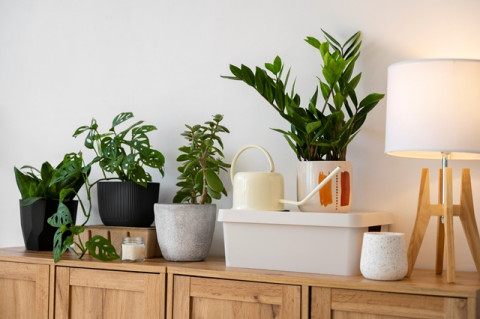 6 Tanaman Hias <i>Indoor</i> yang Bikin Rumah Segar dan Mudah Dirawat