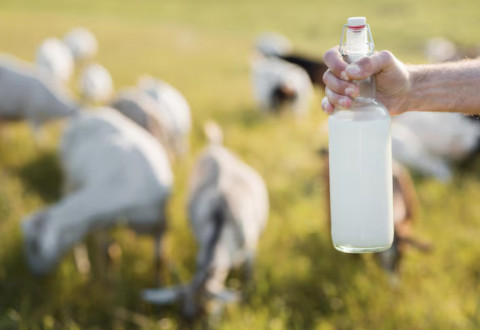 Asam Urat tak Lagi Jadi Momok, Kini Kenali Manfaat Susu Kambing untuk Kesehatan