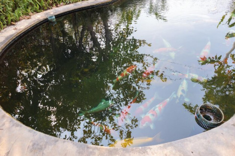 Tren Kolam Ikan Portable 2025, Sentuhan Modern dan Ramah Alam